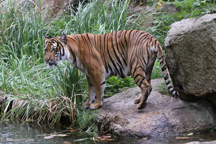 Indochinese Tiger - TIGERS